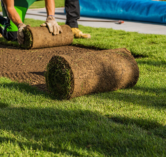 Quality Real Grass Lawn Turf Cultivated Rolls